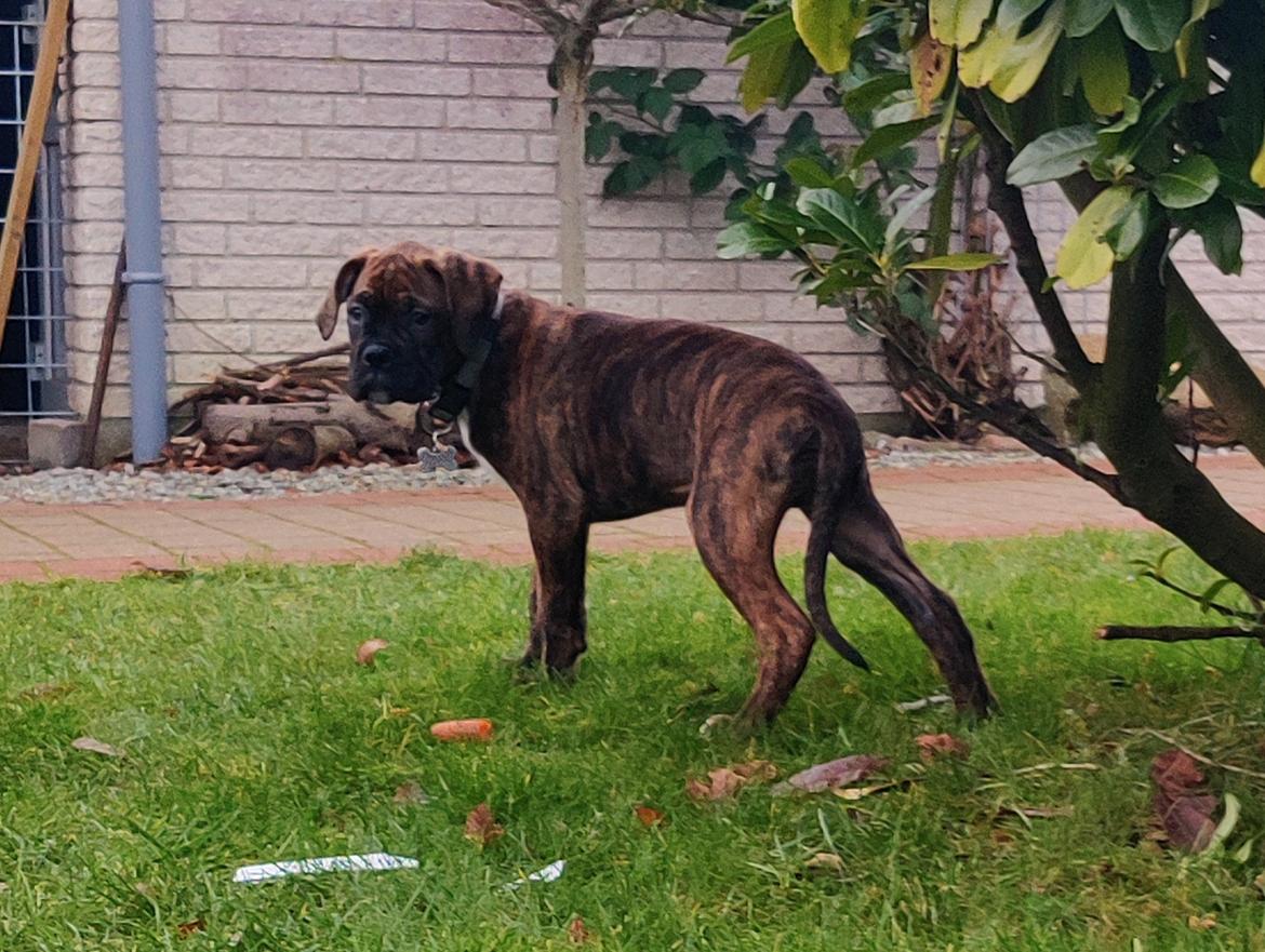 Blanding af racer Odin billede 9