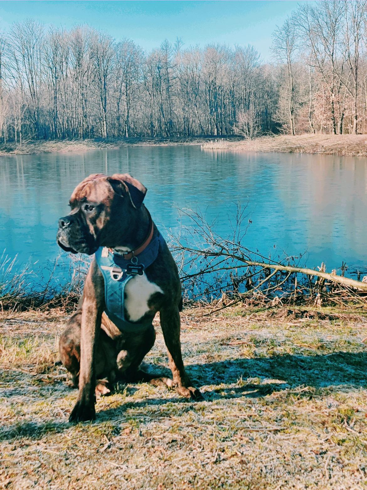 Blanding af racer Odin billede 8