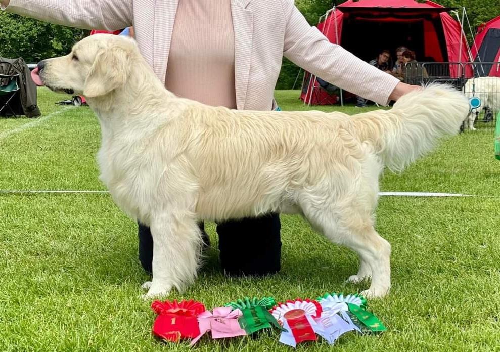 Golden retriever DKJUCH Manhattan V.D. Corner Brook - 3½ år d. 18. Juni 2022 billede 23