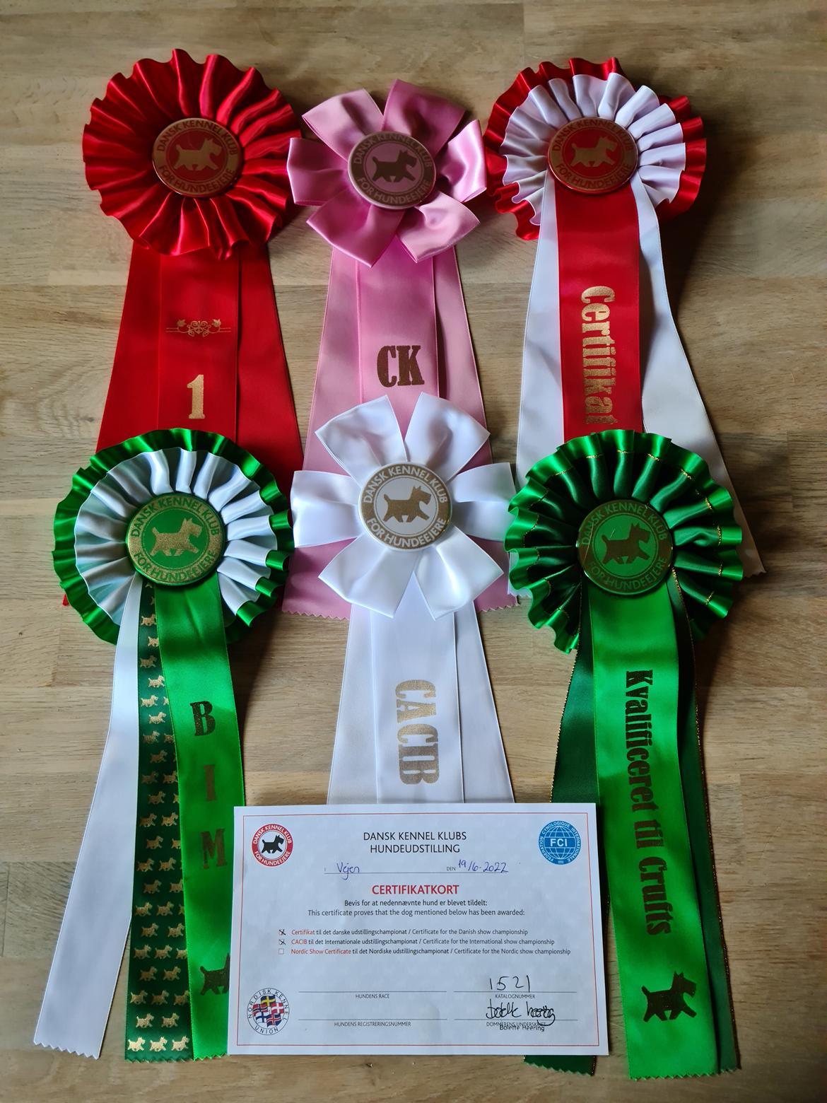 Golden retriever DKCH(U) DKJUCH Manhattan V.D. Corner Brook - DKK Vejen d. 19. Juni 2022 billede 26