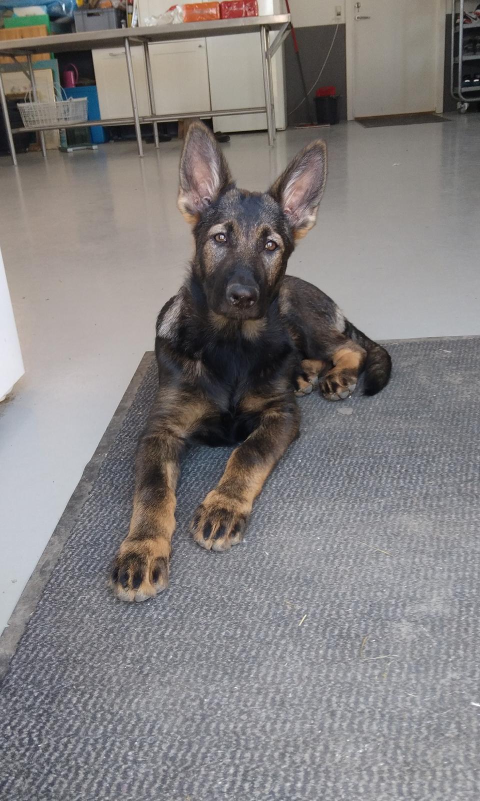 Schæferhund Bayogi Queen. (Enya). billede 19