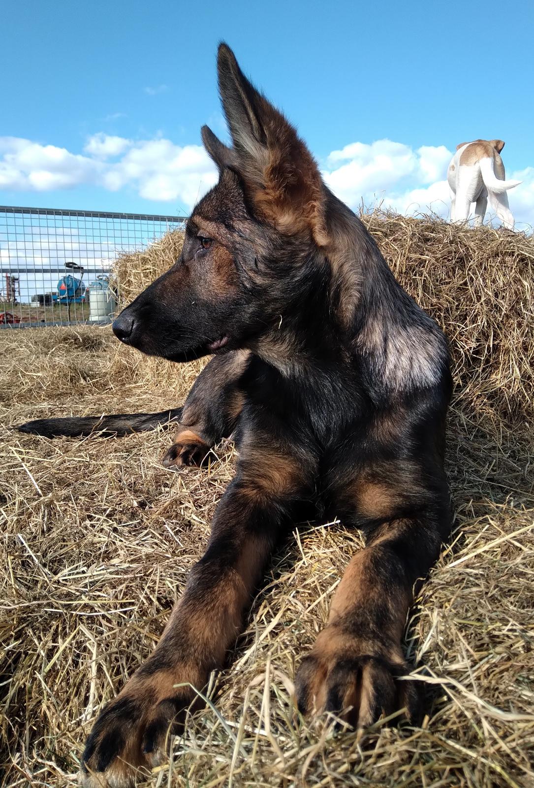 Schæferhund Bayogi Queen. (Enya). billede 20