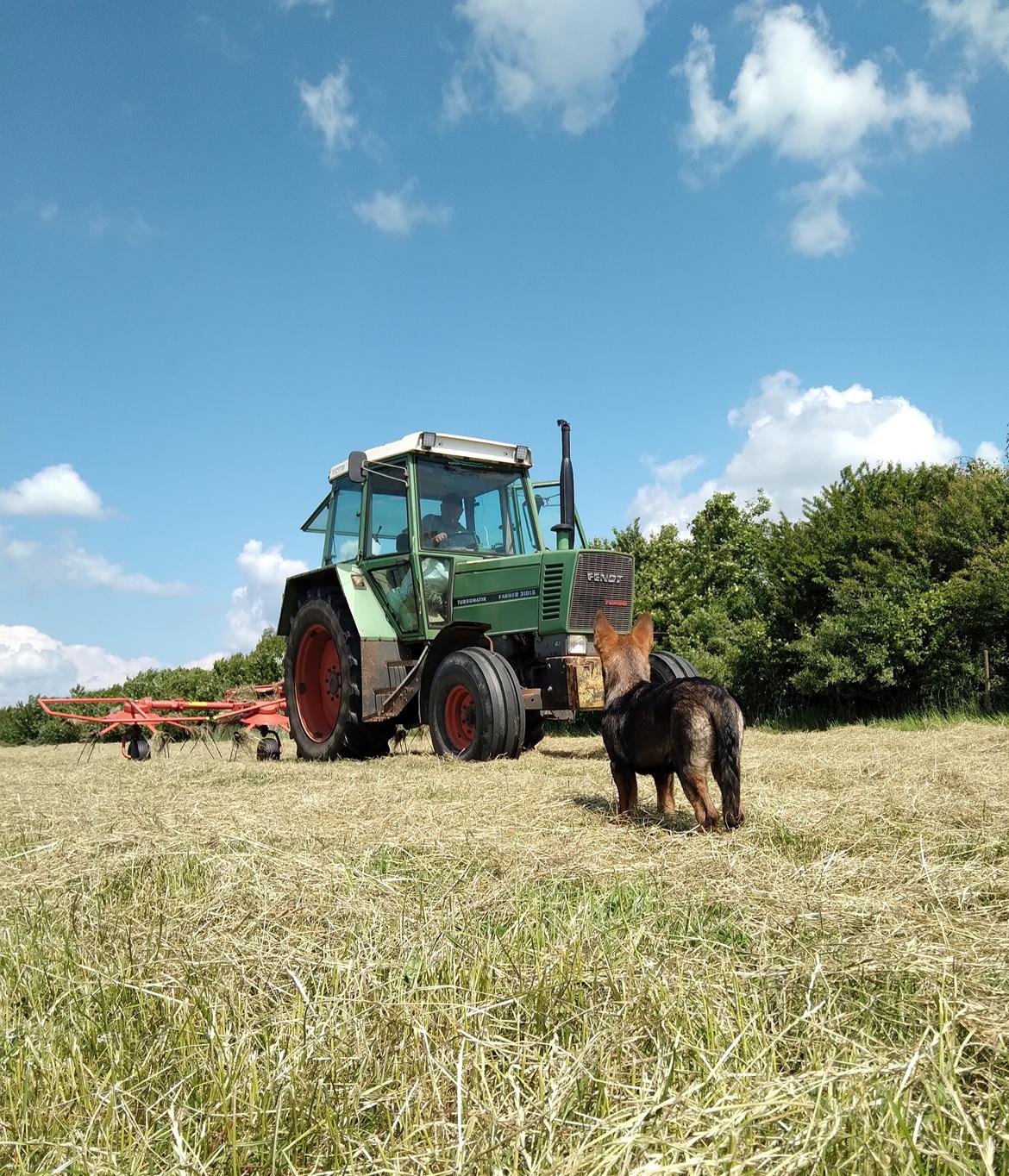 Schæferhund Bayogi Queen. (Enya). billede 21