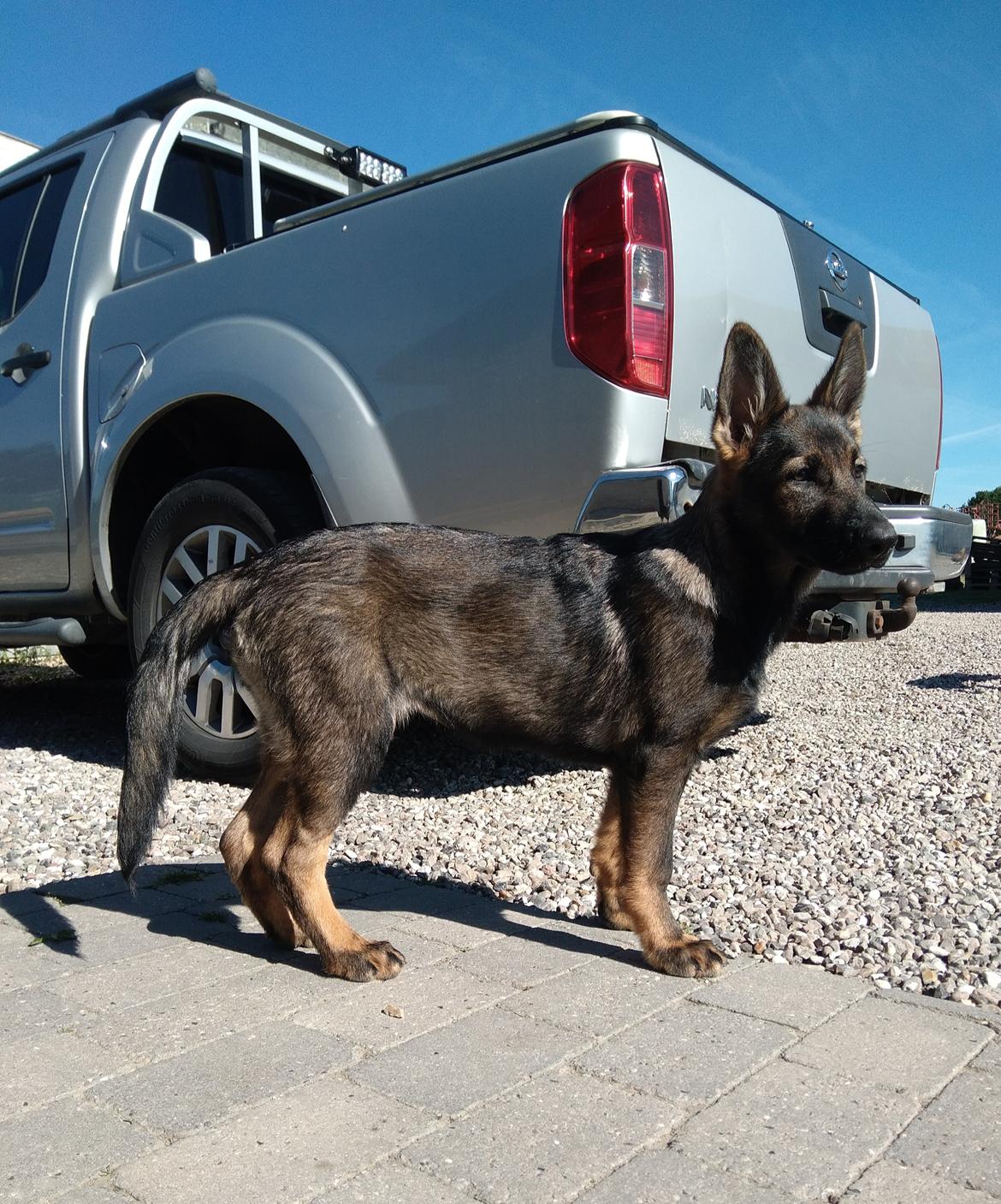 Schæferhund Bayogi Queen. (Enya). billede 34