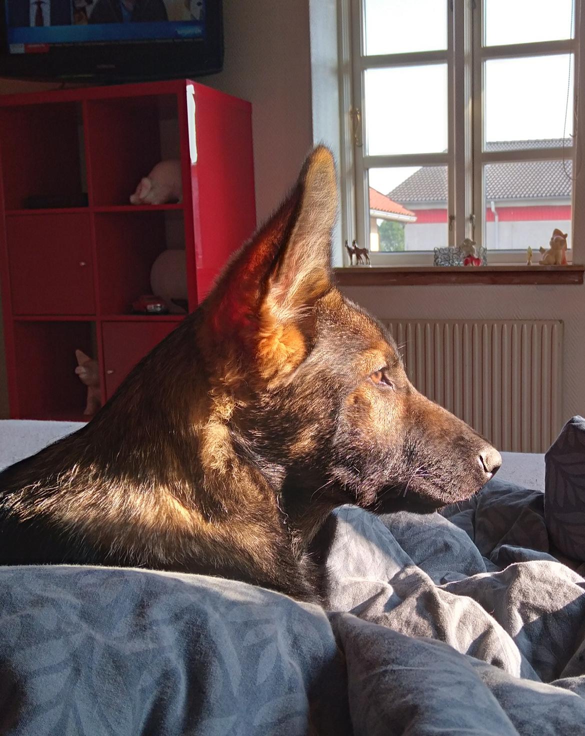 Schæferhund Bayogi Queen. (Enya). billede 18