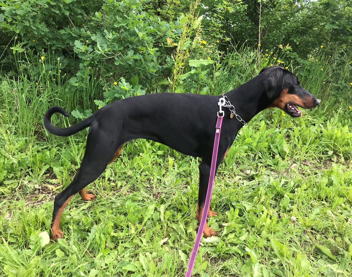 Dobermann Penny von Engelhardt - Næsten 9 mdr gammel billede 17