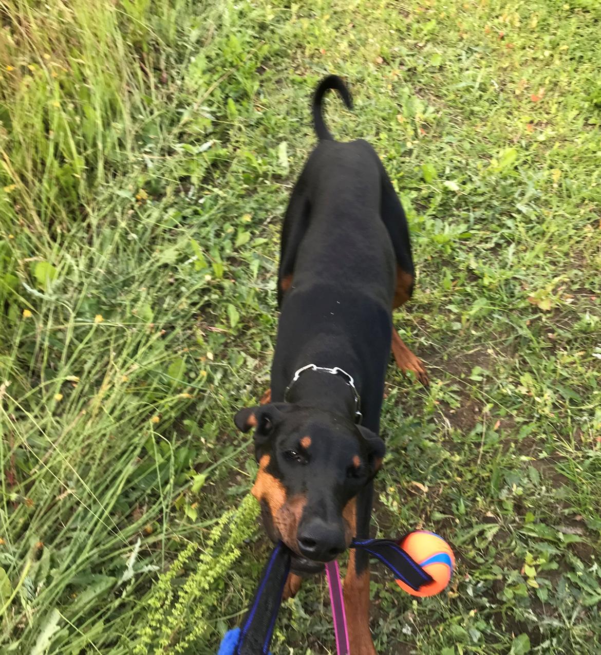 Dobermann Penny von Engelhardt billede 18