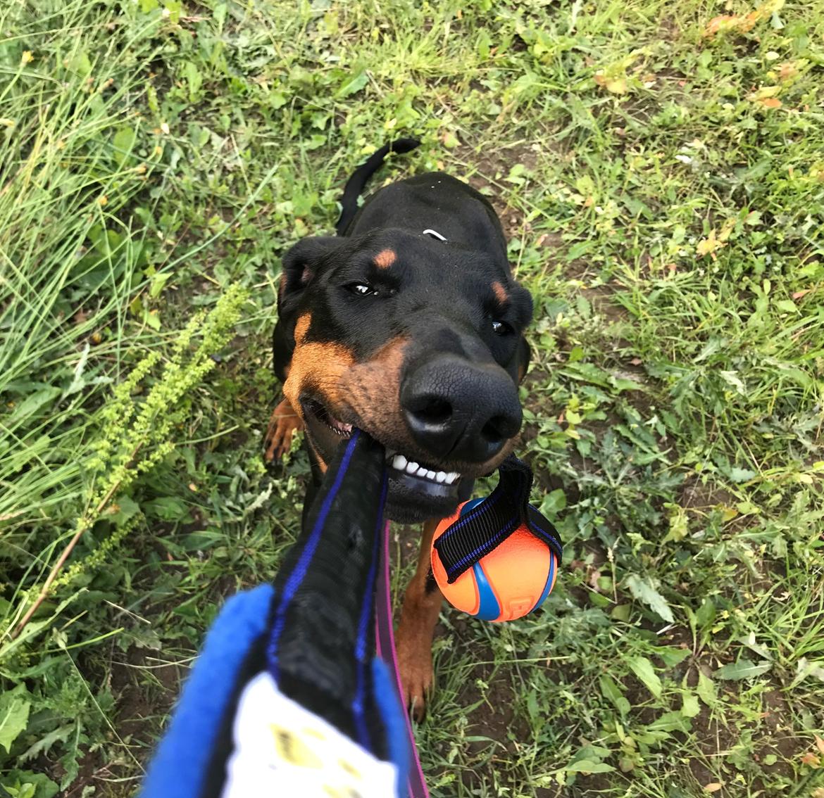 Dobermann Penny von Engelhardt billede 2