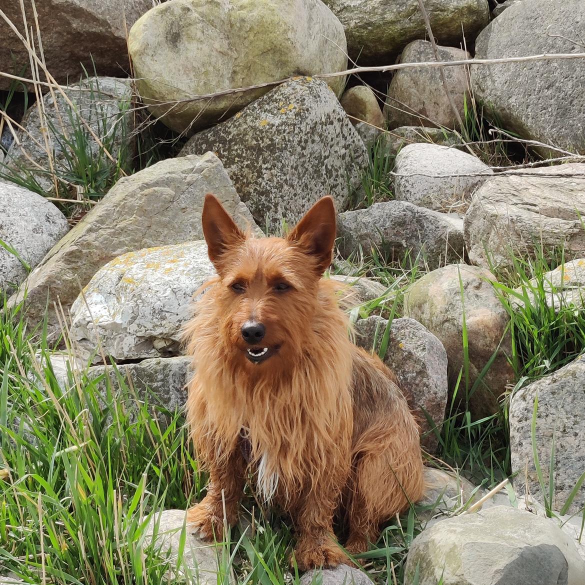 Australsk terrier Eddie  billede 28