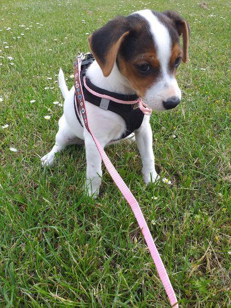 Dansk svensk gaardhund Ester billede 4