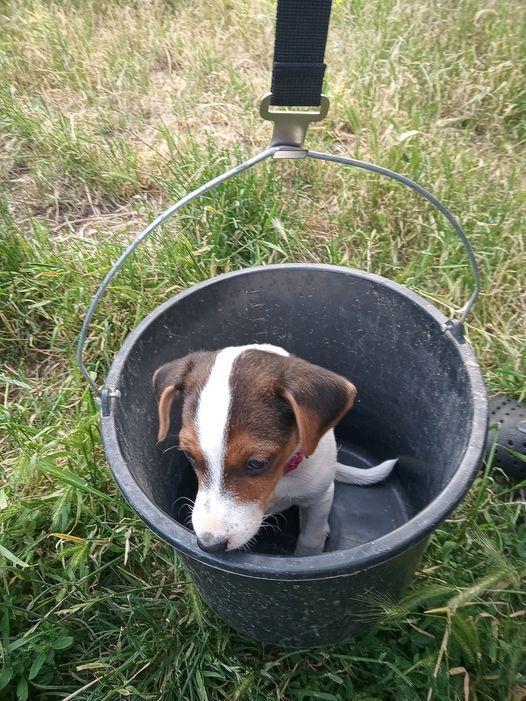 Dansk svensk gaardhund Ester billede 16