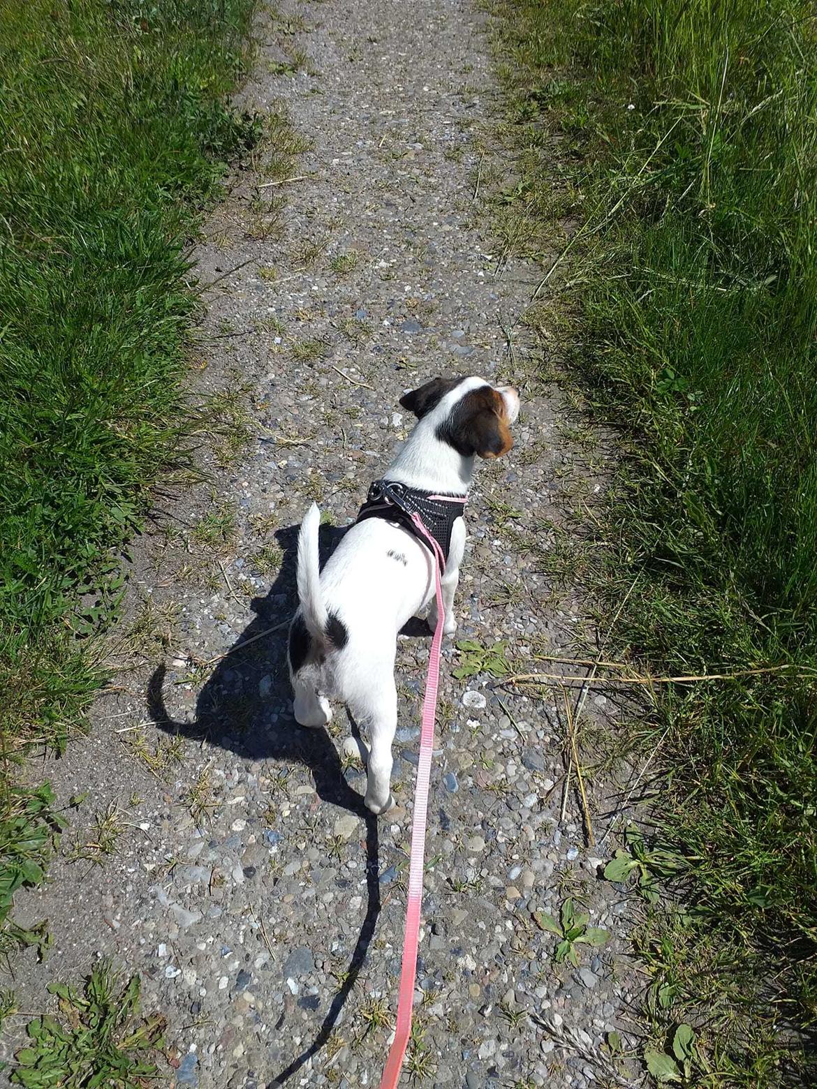 Dansk svensk gaardhund Ester billede 17