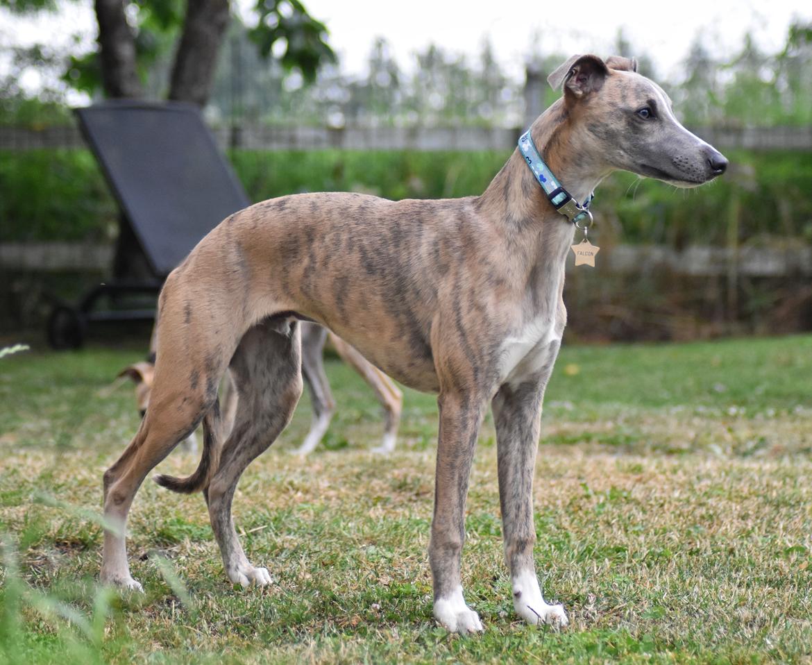 Whippet Falcon (Tanalorn Mr. Quade) billede 18