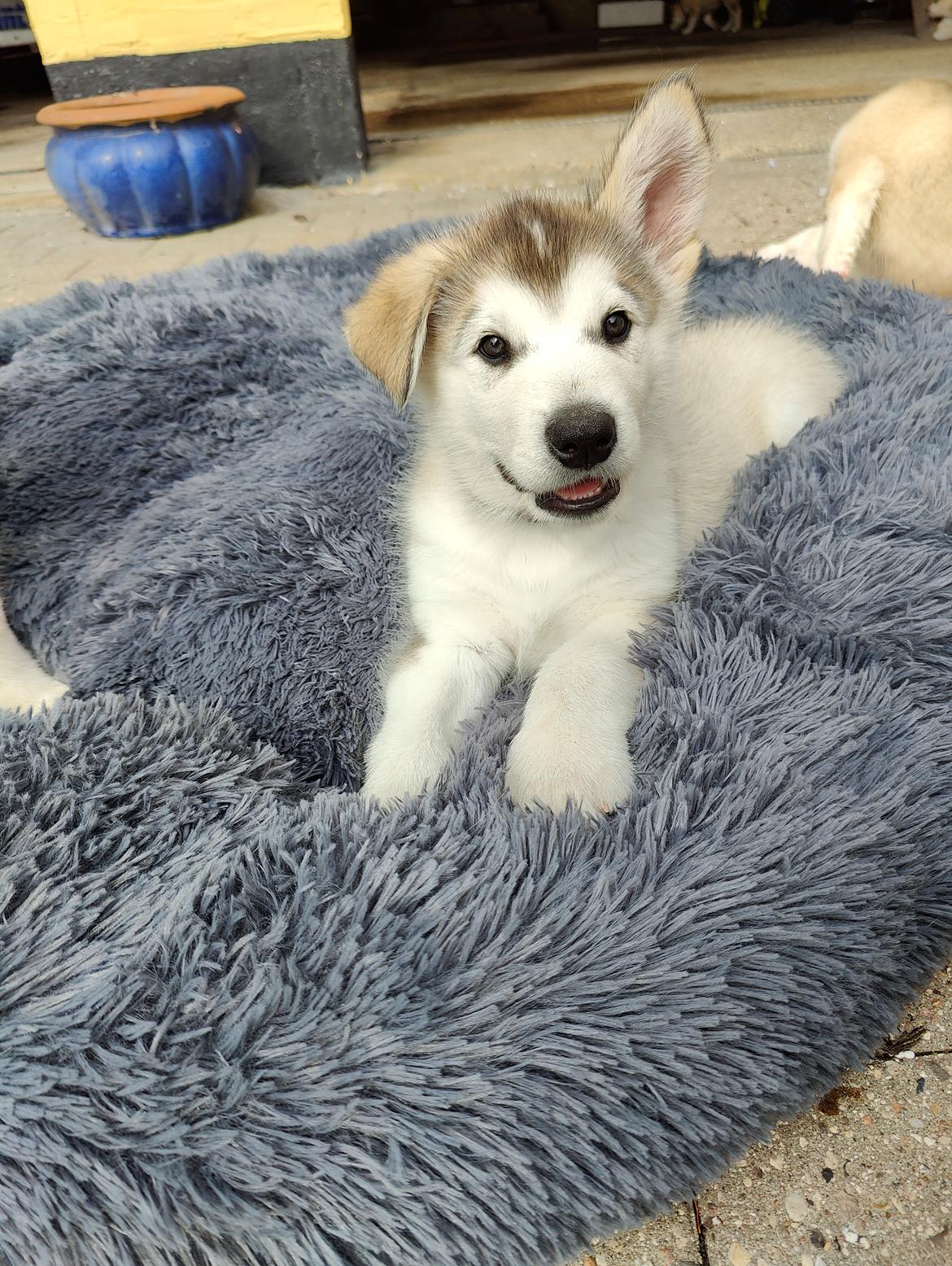 Alaskan malamute lucky billede 1