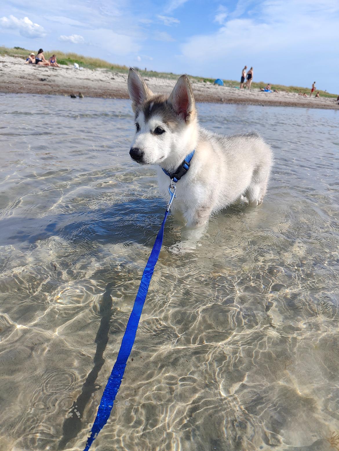 Alaskan malamute lucky billede 2