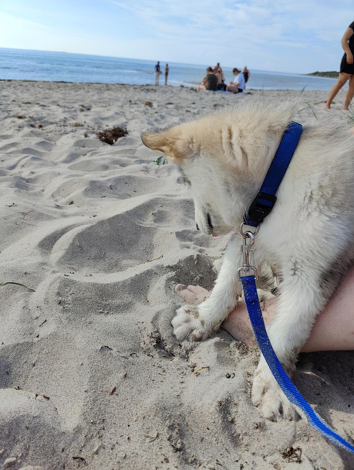 Alaskan malamute lucky billede 3