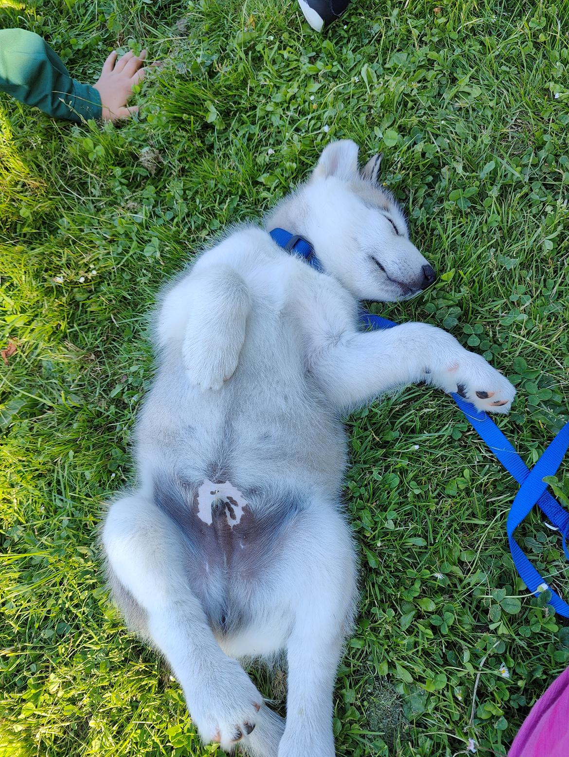 Alaskan malamute lucky billede 4