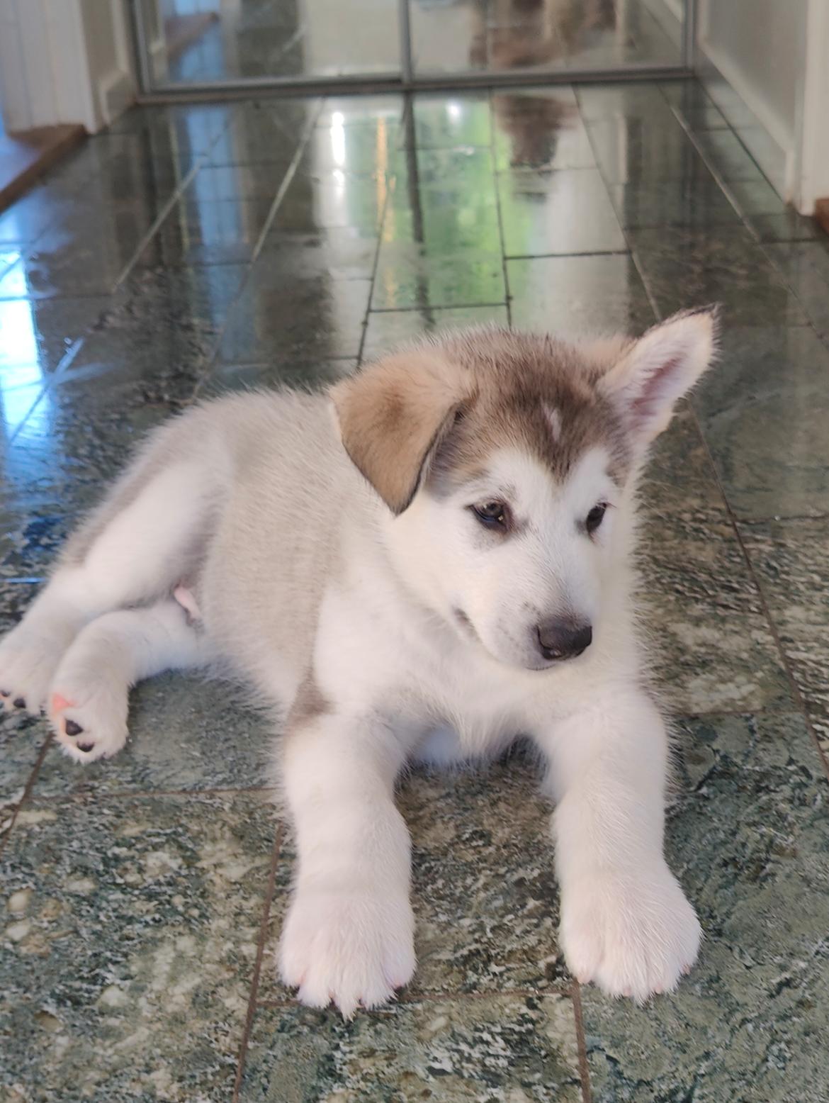 Alaskan malamute lucky billede 5