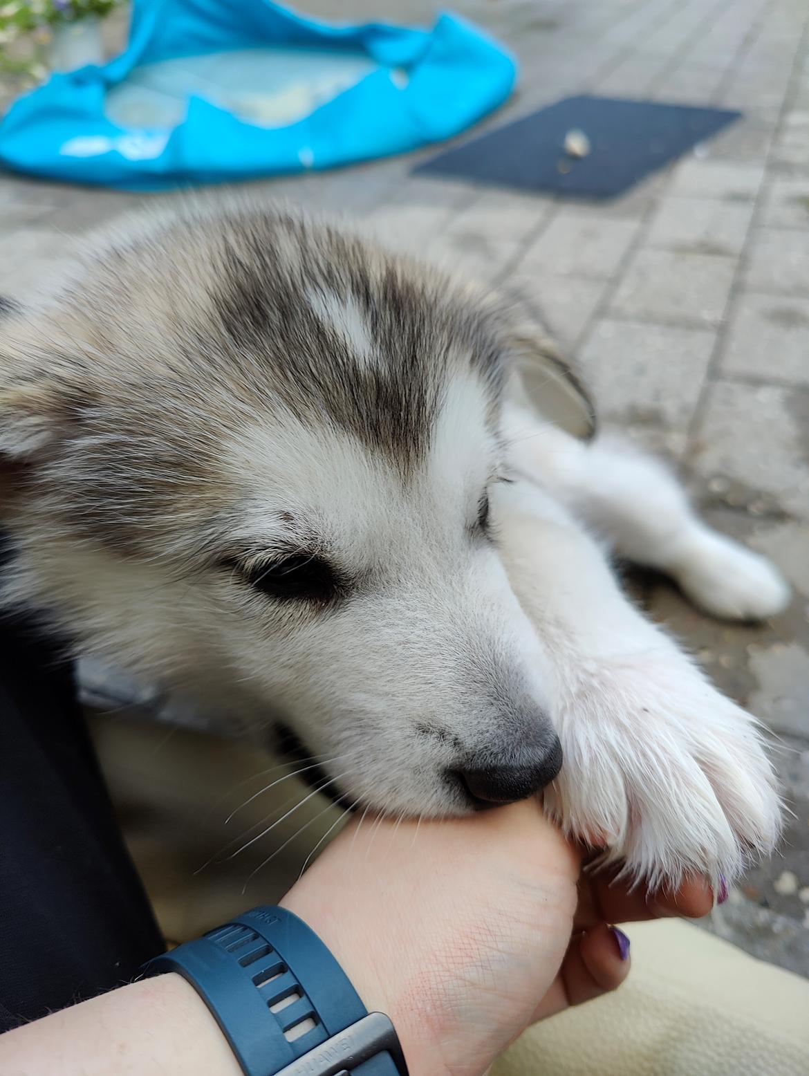 Alaskan malamute lucky billede 6