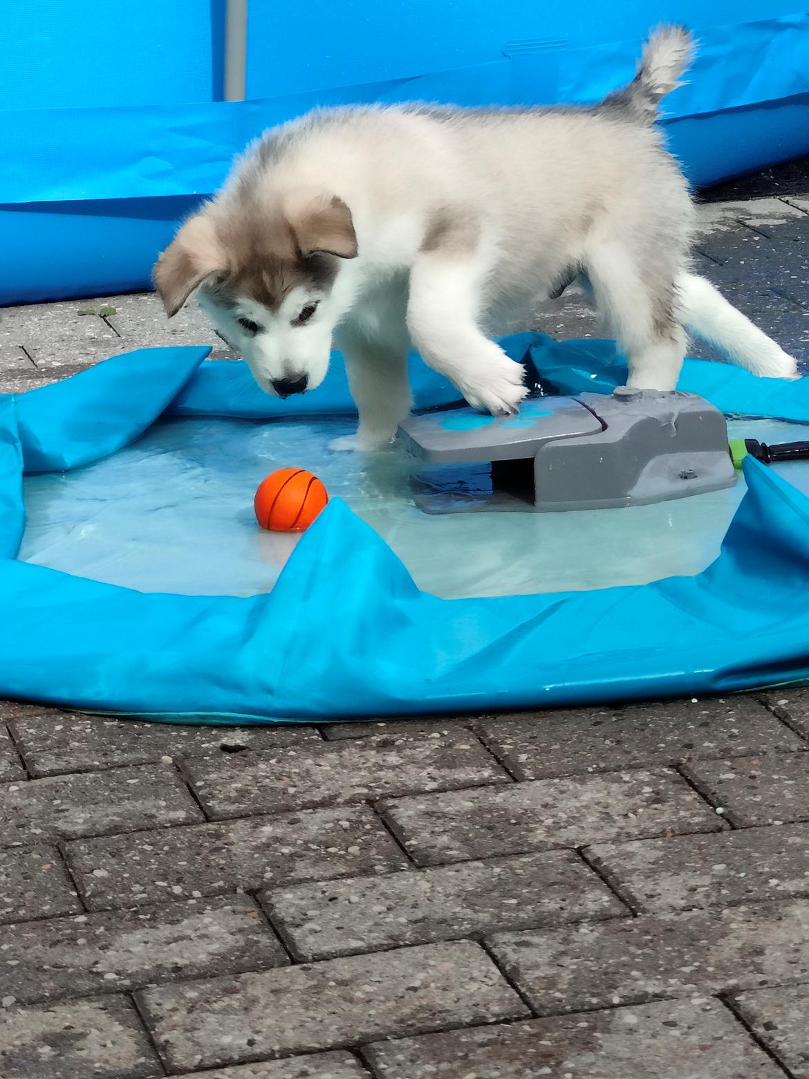 Alaskan malamute lucky billede 7