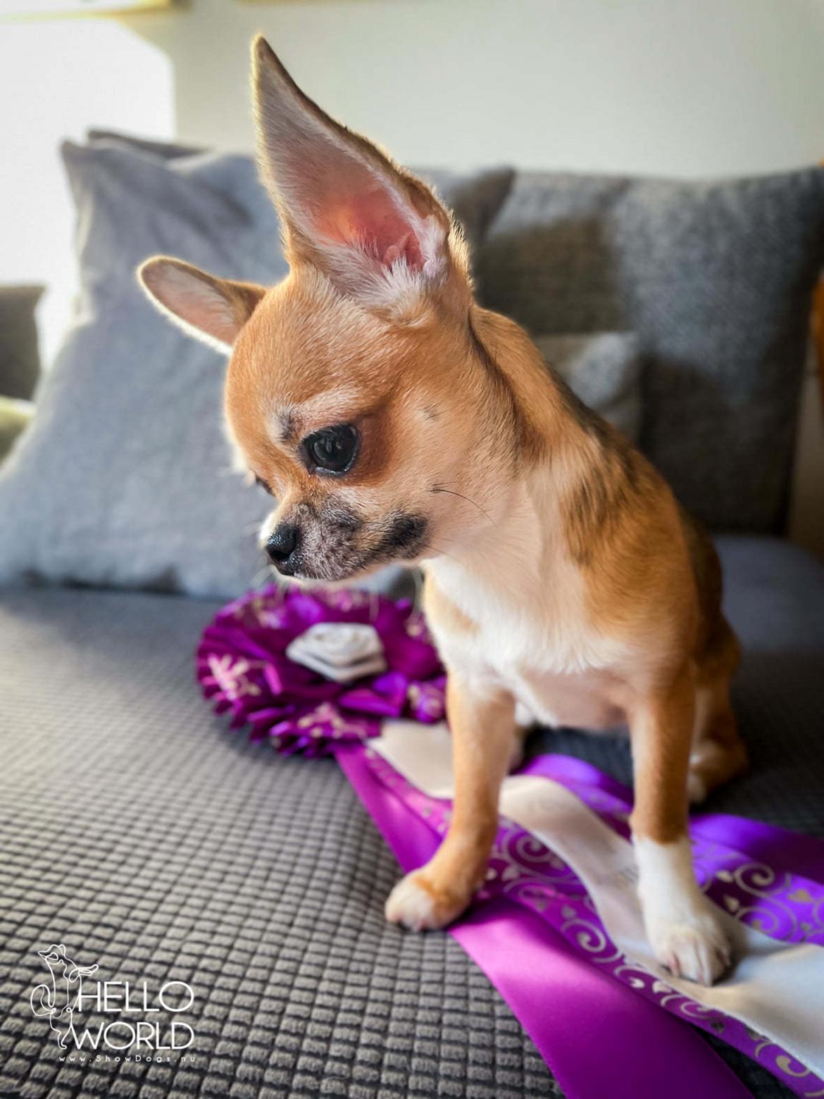 Chihuahua CH. Hello World Pipsqueak "Pixi" billede 10