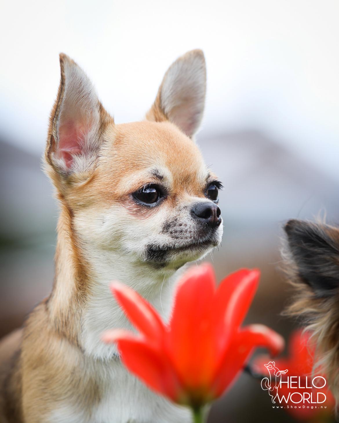 Chihuahua CH. Hello World Pipsqueak "Pixi" billede 12