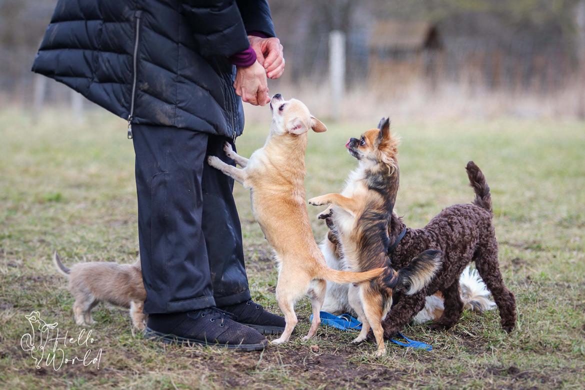 Chihuahua CH. Carpathien Dreem Samira Peppy "Pippi" billede 3