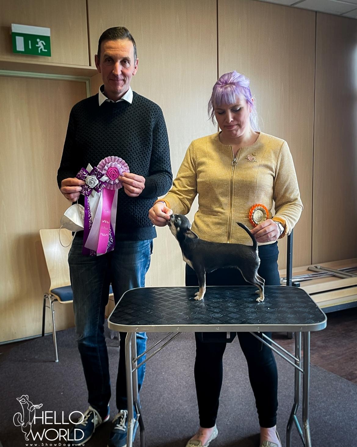 Chihuahua CH. Hello World Clicker Trained Raptor billede 7