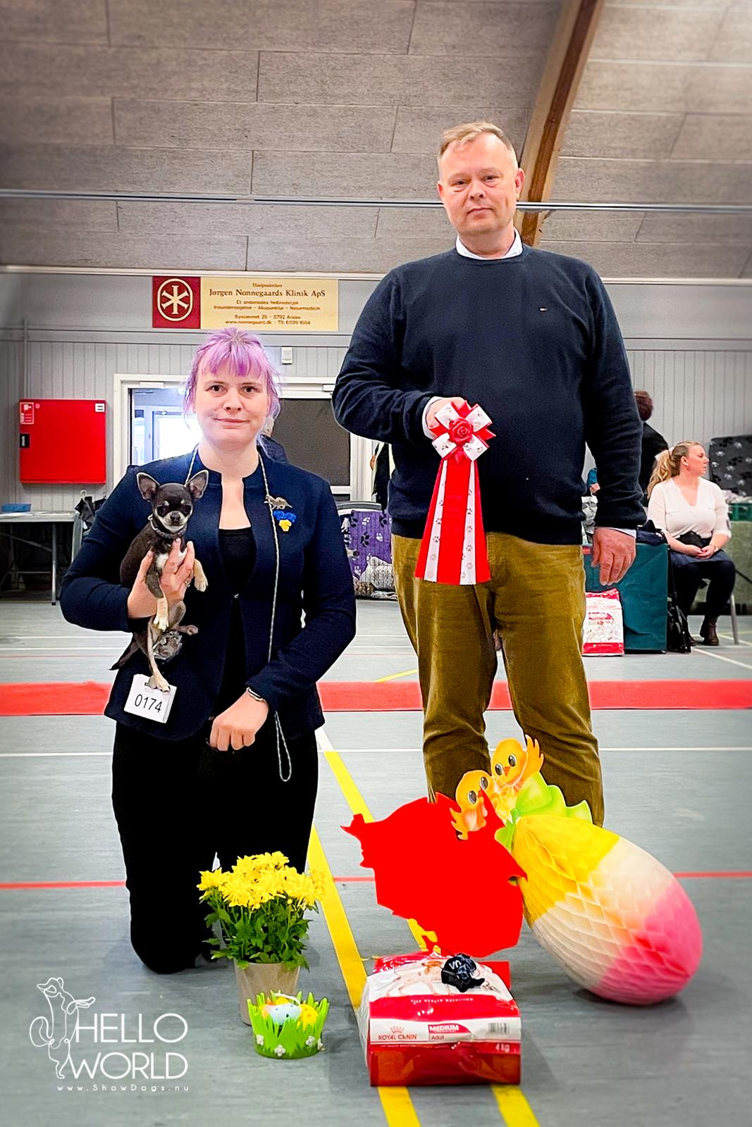 Chihuahua CH. Hello World Clicker Trained Raptor billede 9