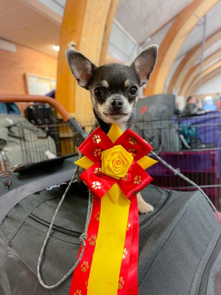 Chihuahua CH. Hello World Clicker Trained Raptor billede 5