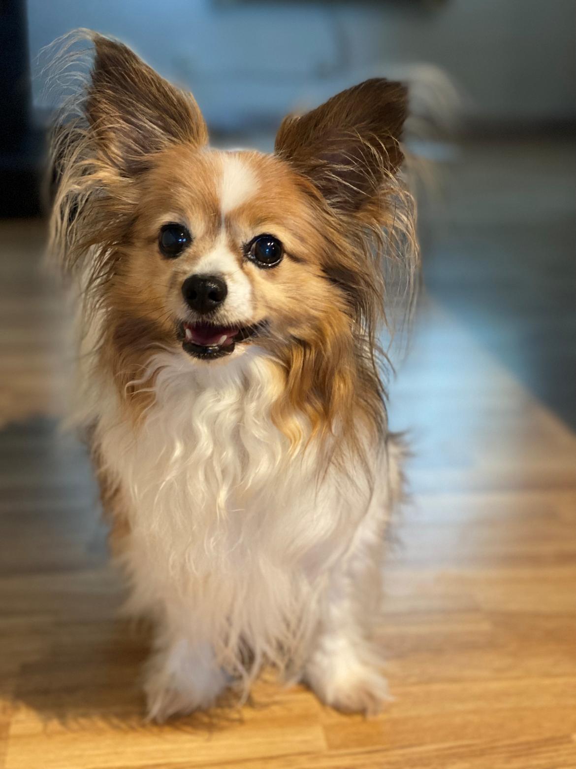 Papillon Aslan billede 30