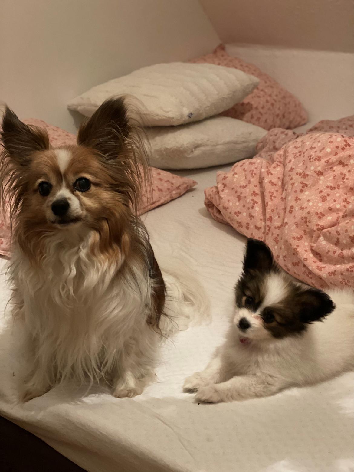 Papillon Aslan billede 29