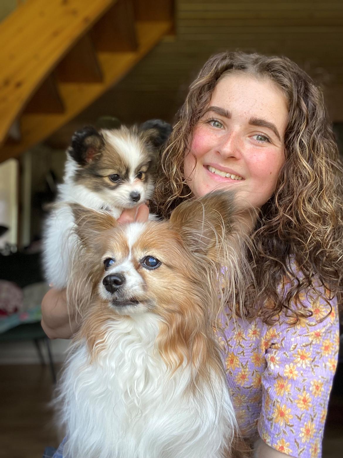 Papillon Aslan billede 32