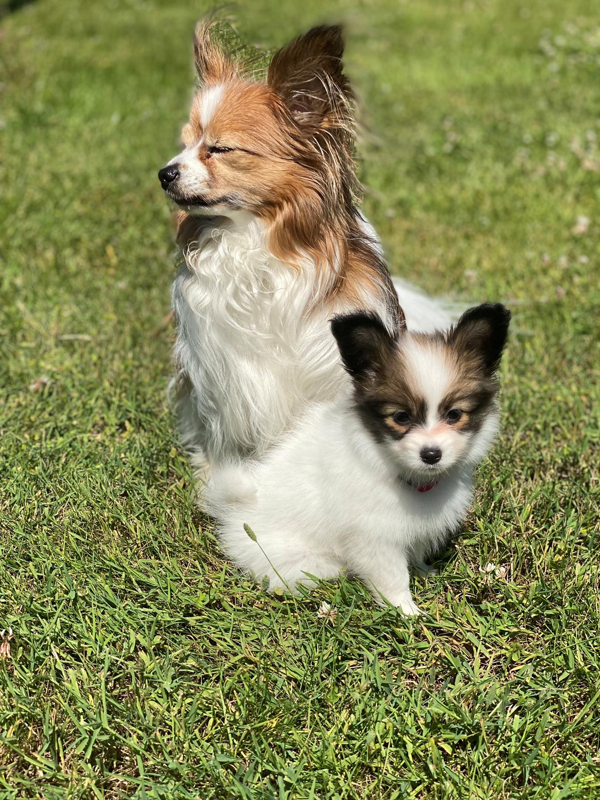 Papillon Aslan billede 31