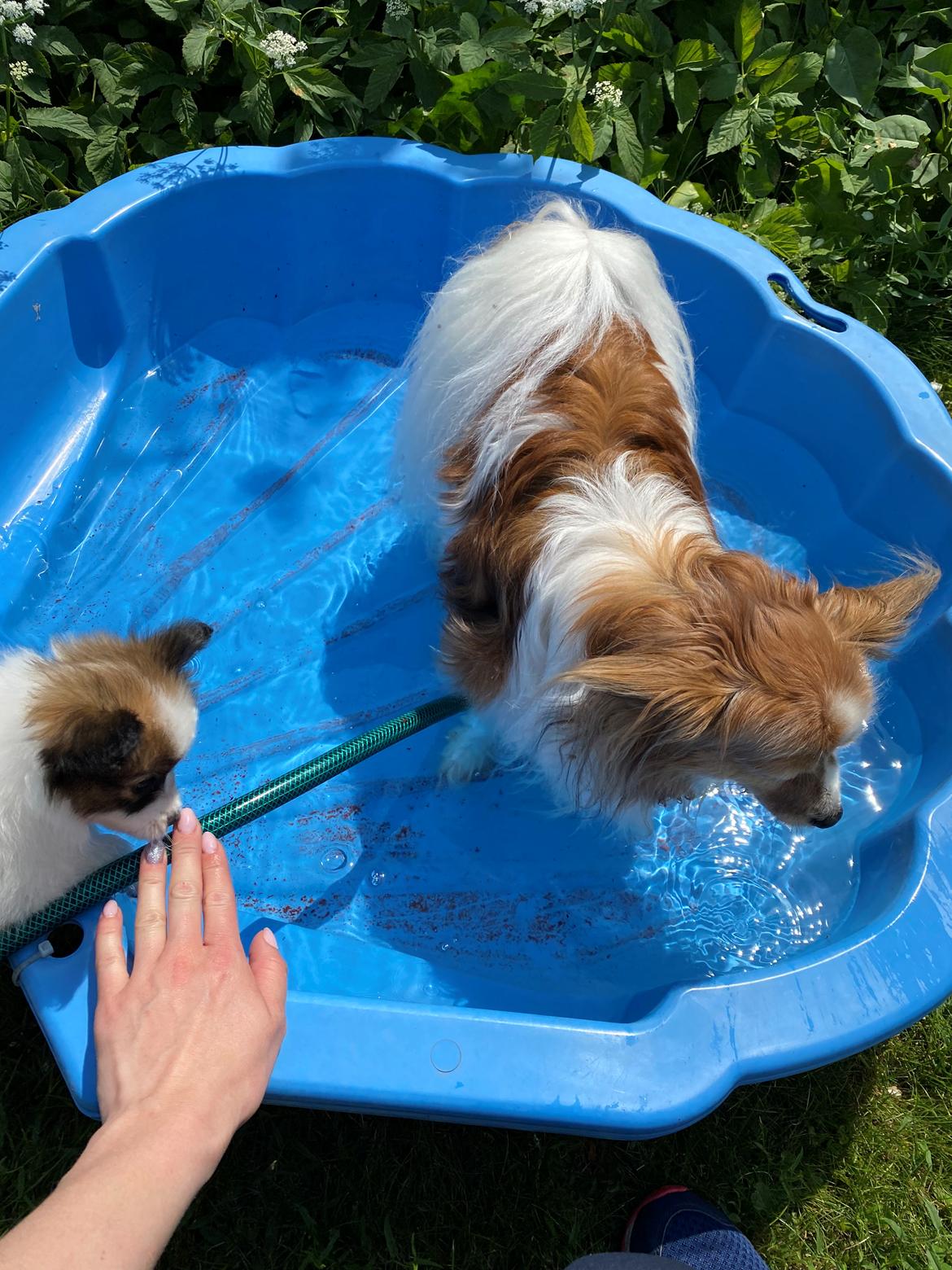 Papillon Aslan billede 33