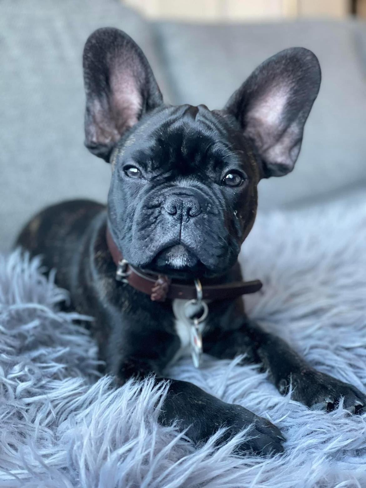 Fransk bulldog Benzon billede 27