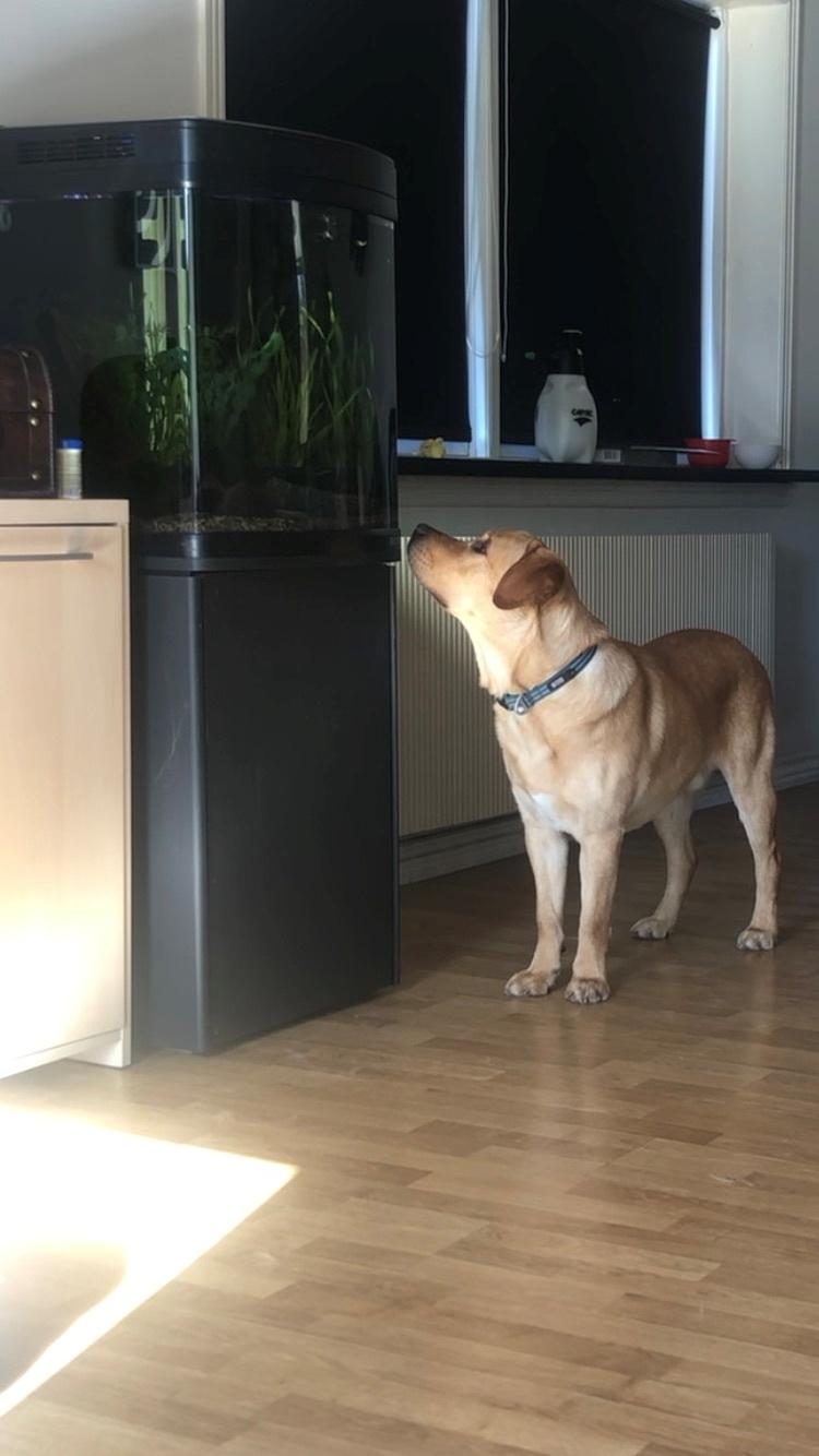 Labrador retriever Karlo billede 3