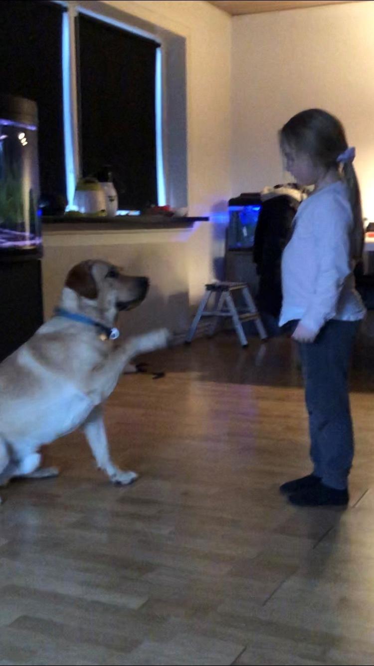 Labrador retriever Karlo billede 2