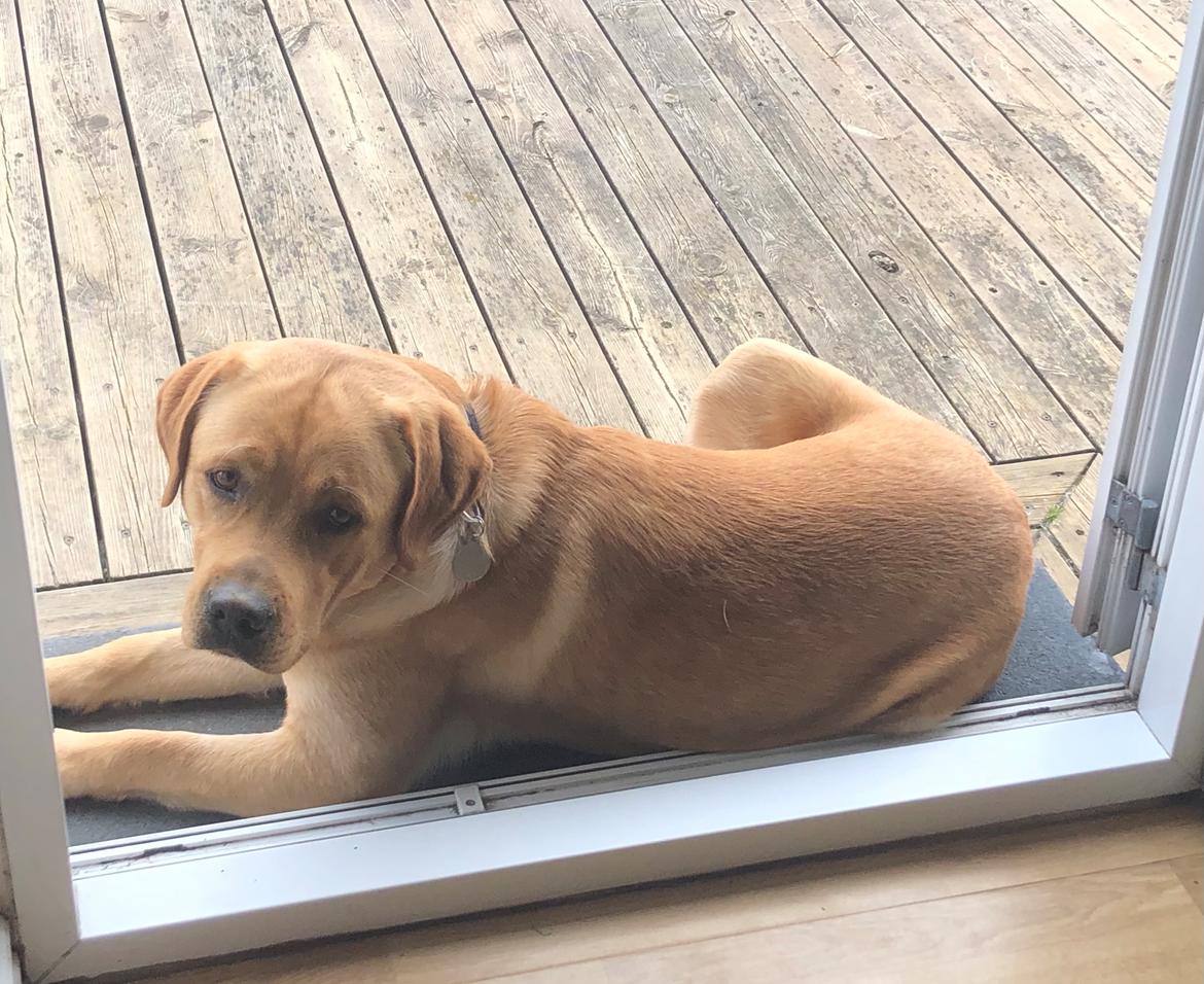 Labrador retriever Karlo billede 9