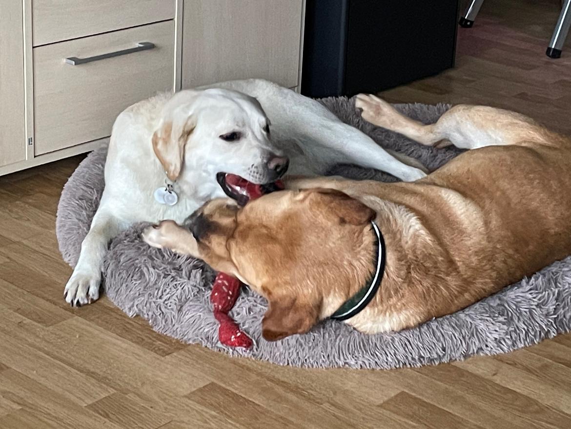 Labrador retriever Karlo billede 13