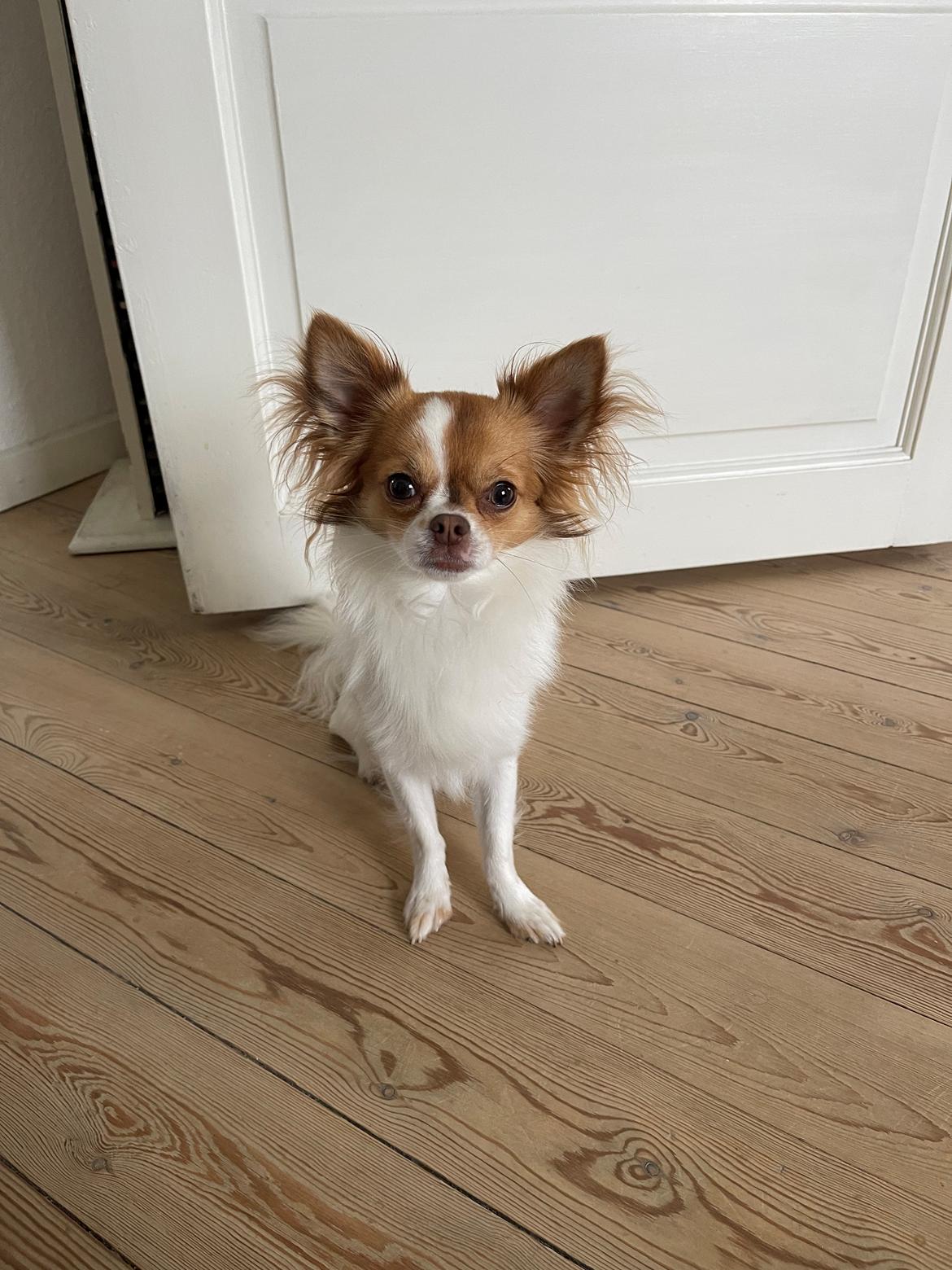 Chihuahua Cody - Min lille cody'fis er blevet 1 år💚 billede 34