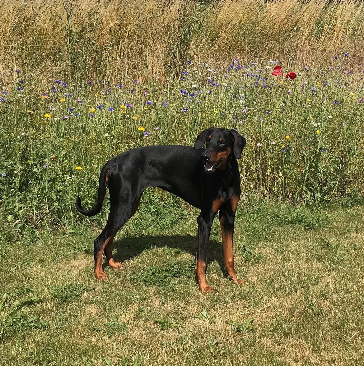Dobermann Penny von Engelhardt - Penny 9 mdr billede 19