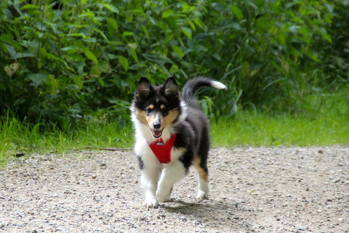 Collie langhåret Ebony Moor´s Graceful Gaia billede 15