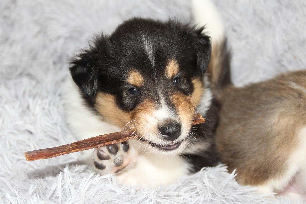 Collie langhåret Ebony Moor´s Graceful Gaia billede 8