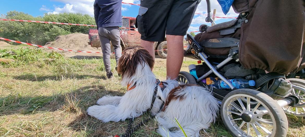 Schapendoes Idéfix billede 13