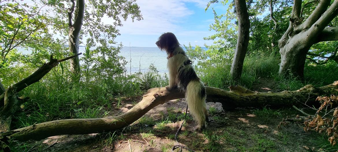 Schapendoes Idéfix billede 15