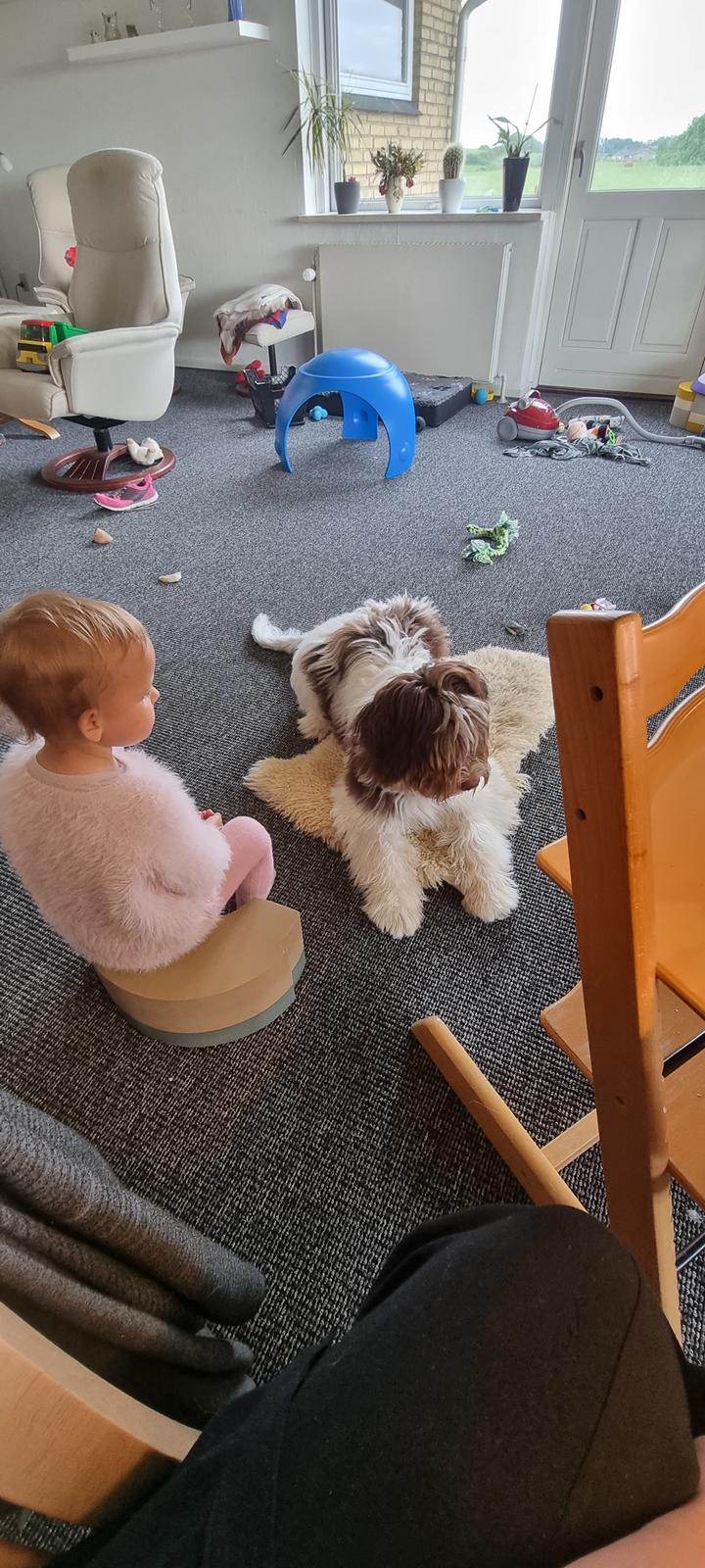 Schapendoes Idéfix billede 16