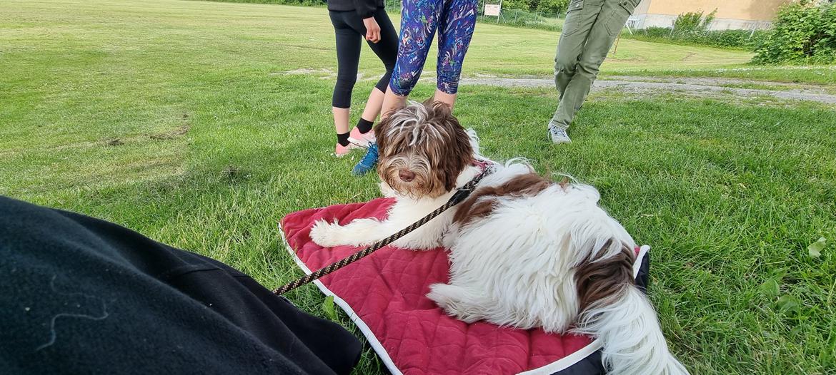 Schapendoes Idéfix billede 17