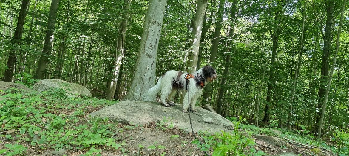 Schapendoes Idéfix billede 14