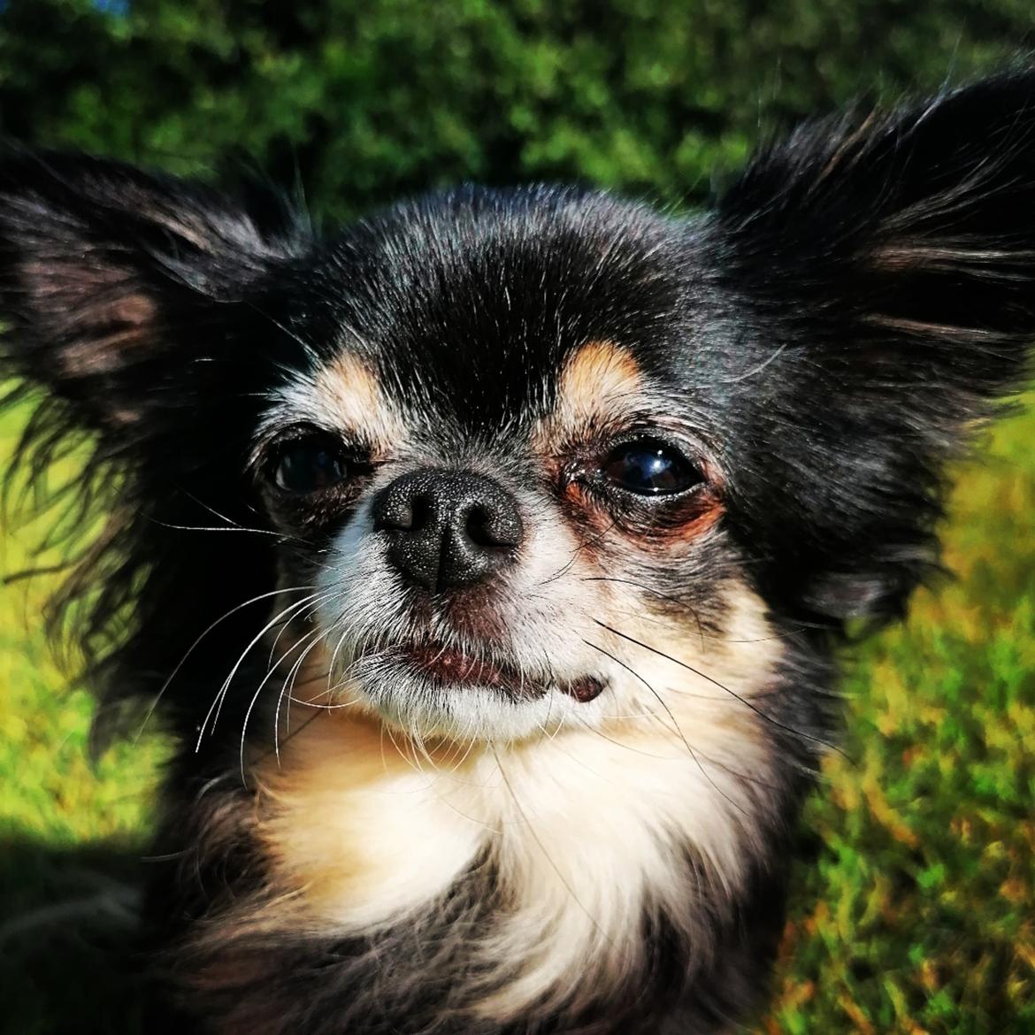Chihuahua Lucky billede 50